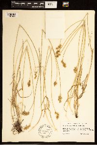 Carex brevior image