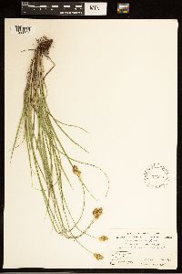 Carex brevior image