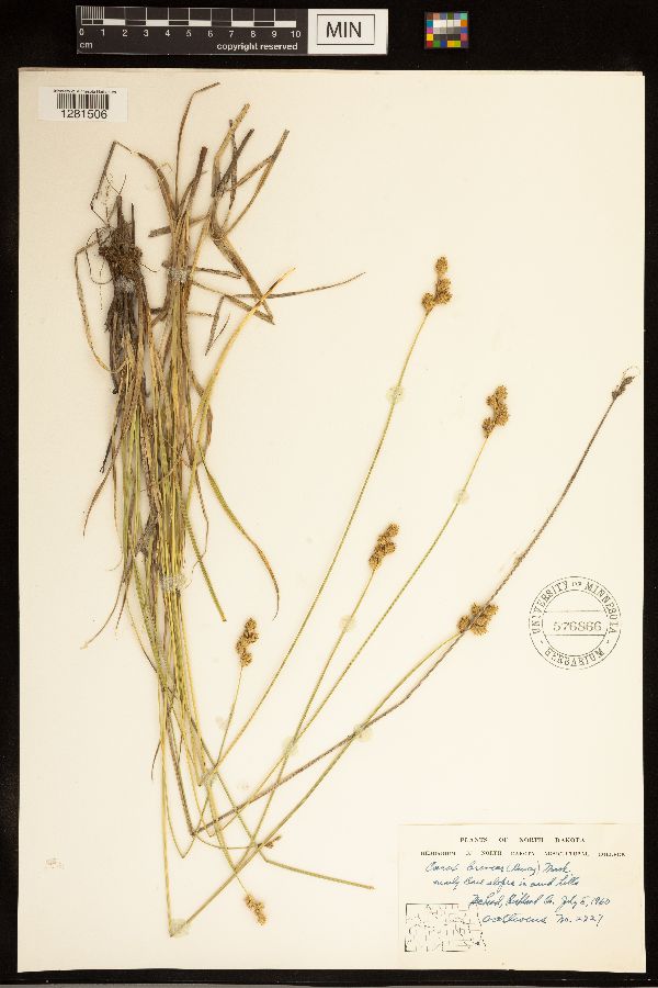 Carex brevior image