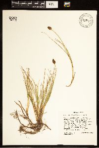 Carex breweri image
