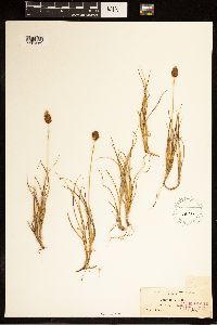Carex breweri image
