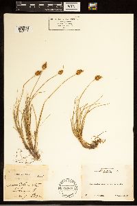 Carex breweri image