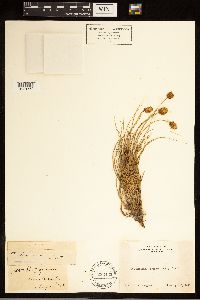 Carex breweri image