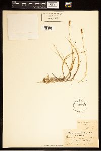 Carex breweri image