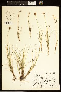 Carex breweri image