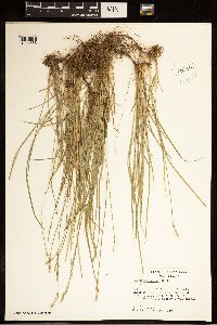 Carex bromoides image