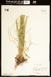 Carex bromoides image