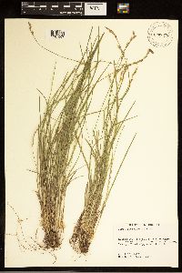 Carex bromoides image