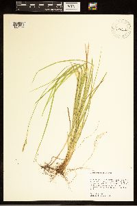 Carex bromoides image