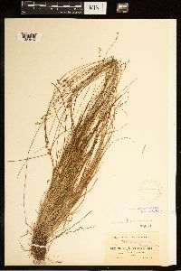 Carex brunnescens subsp. brunnescens image