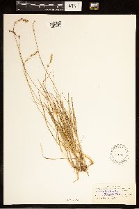 Carex brunnescens subsp. brunnescens image