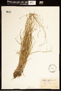 Carex brunnescens subsp. brunnescens image