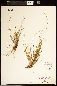 Carex brunnescens subsp. brunnescens image