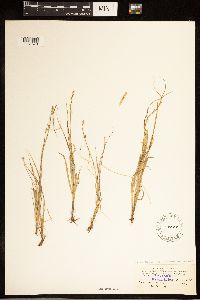 Carex brunnescens subsp. brunnescens image