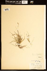 Carex brunnescens subsp. brunnescens image