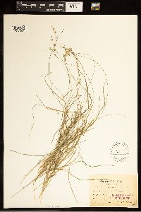 Carex brunnescens subsp. brunnescens image