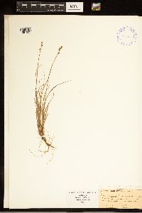 Carex brunnescens subsp. brunnescens image