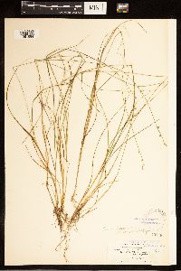 Carex brunnescens subsp. brunnescens image