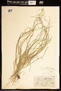 Carex brunnescens subsp. brunnescens image