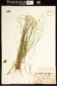 Carex brunnescens subsp. brunnescens image