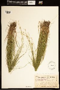Carex brunnescens subsp. brunnescens image