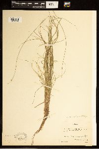 Carex brunnescens subsp. brunnescens image