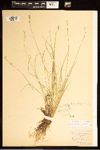 Carex brunnescens subsp. brunnescens image