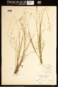 Carex brunnescens subsp. brunnescens image