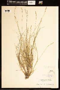 Carex brunnescens subsp. brunnescens image