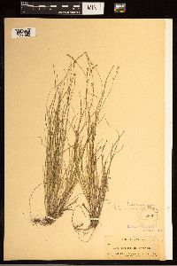 Carex brunnescens subsp. brunnescens image
