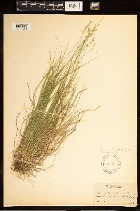 Carex brunnescens subsp. brunnescens image