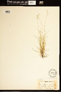 Carex brunnescens subsp. brunnescens image