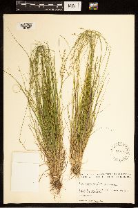 Carex brunnescens subsp. brunnescens image