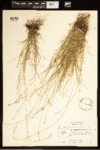 Carex brunnescens subsp. brunnescens image