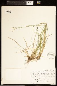 Carex brunnescens subsp. brunnescens image
