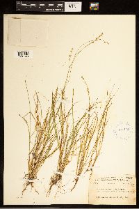 Carex brunnescens subsp. brunnescens image