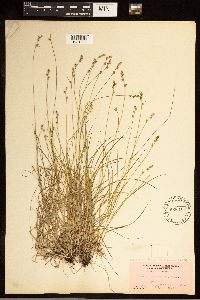Carex brunnescens subsp. brunnescens image