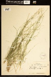 Carex brunnescens subsp. brunnescens image