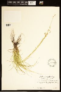 Carex brunnescens subsp. brunnescens image