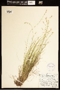 Carex brunnescens subsp. brunnescens image