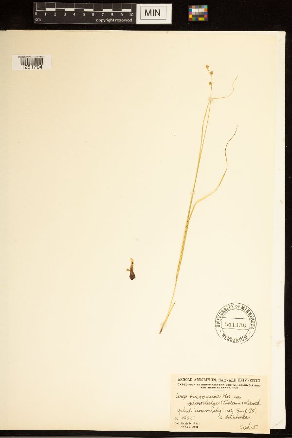 Carex brunnescens subsp. brunnescens image