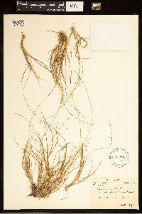 Carex brunnescens subsp. brunnescens image