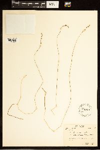Carex brunnescens subsp. brunnescens image