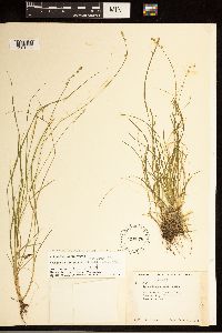 Carex brunnescens subsp. brunnescens image