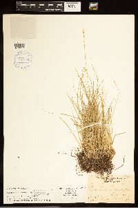 Carex brunnescens subsp. brunnescens image