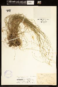 Carex brunnescens subsp. brunnescens image