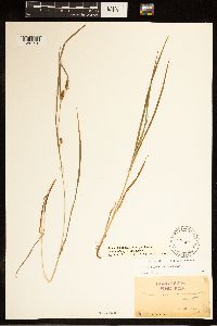 Carex bulbostylis image