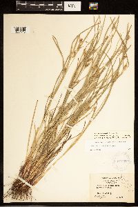 Carex bulbostylis image
