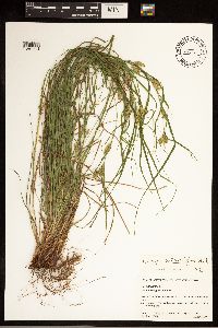 Carex bulbostylis image