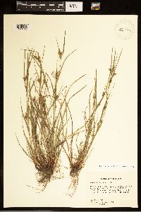 Carex bulbostylis image